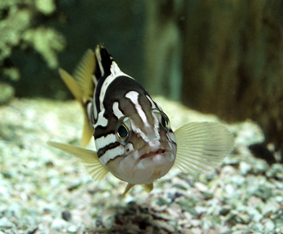 Epinephelus radiatus