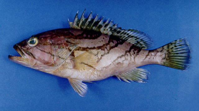 Epinephelus radiatus