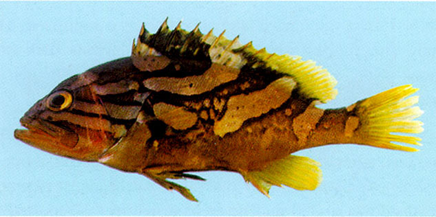 Epinephelus radiatus