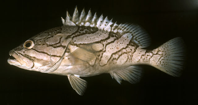 Epinephelus radiatus