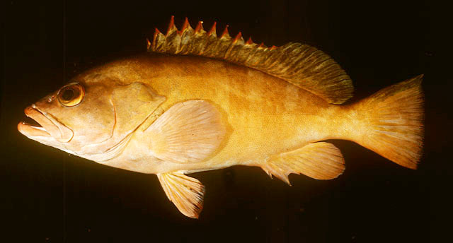 Epinephelus retouti