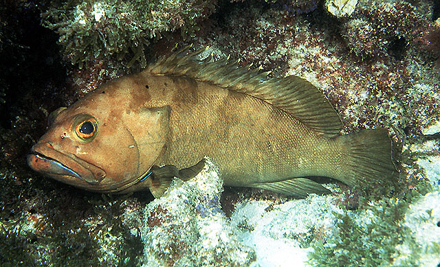 Epinephelus rivulatus