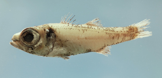 Epigonus robustus