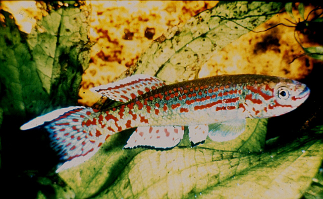 Epiplatys ruhkopfi