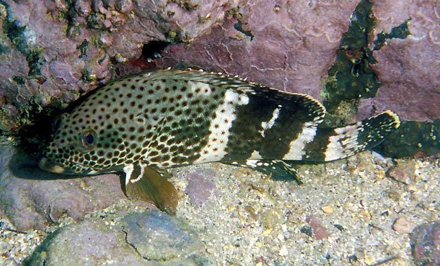 Epinephelus stoliczkae