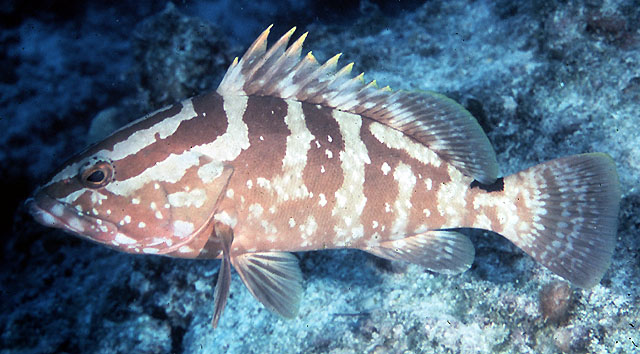 Epinephelus striatus