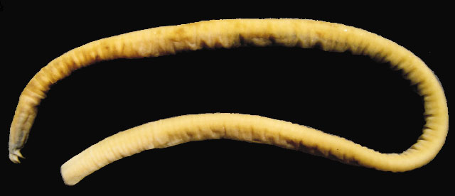 Eptatretus strickrotti