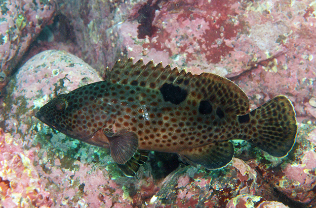 Epinephelus trimaculatus