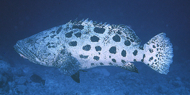 Epinephelus tukula