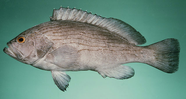 Epinephelus undulosus