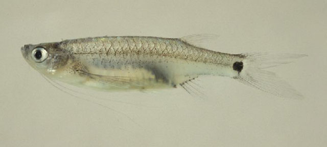 Esomus caudiocellatus