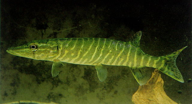 Esox lucius