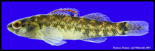 Etheostoma asprigene