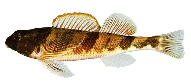 Etheostoma blennius