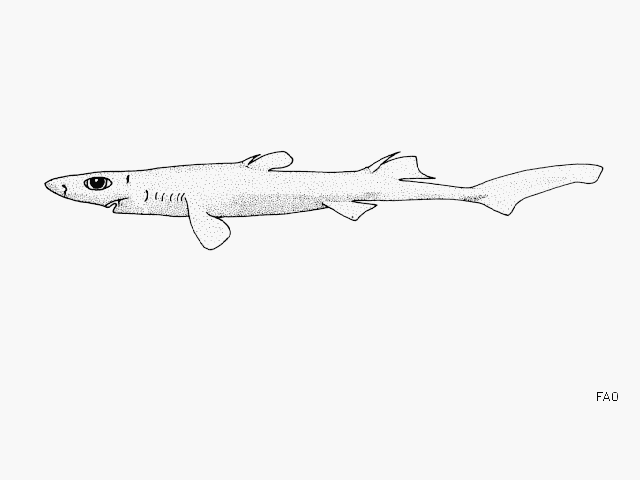 Etmopterus bullisi