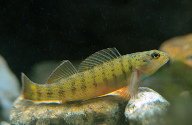 Etheostoma camurum