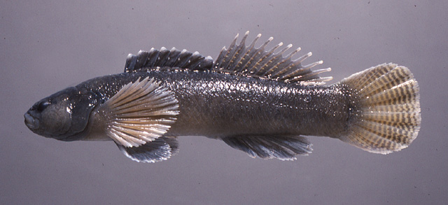 Etheostoma chienense