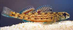 Etheostoma colorosum