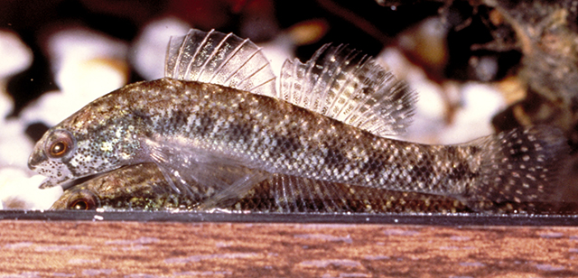 Etheostoma collis