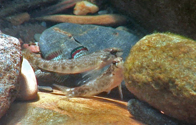 Etheostoma coosae