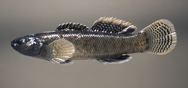 Etheostoma forbesi