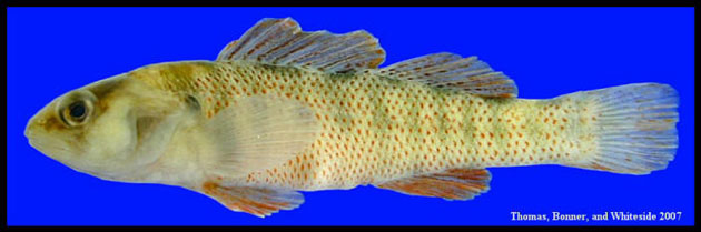 Etheostoma grahami