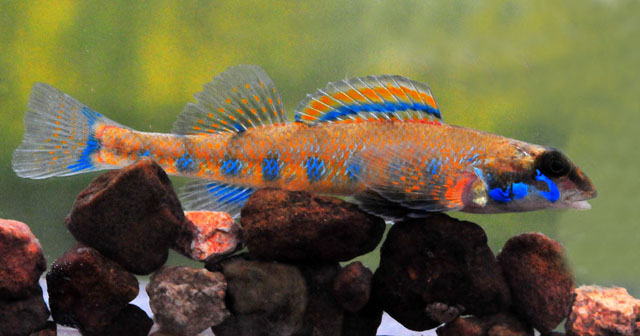 Etheostoma jessiae