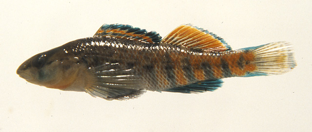 Etheostoma kantuckeense