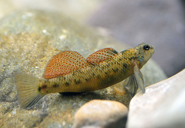 Etheostoma longimanum