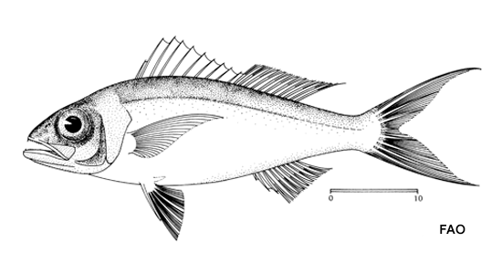 Etelis oculatus