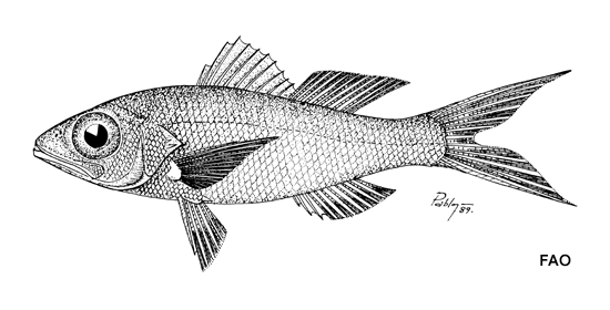 Etelis oculatus