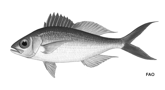 Etelis oculatus