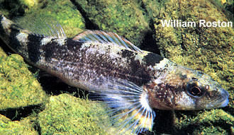 Etheostoma punctulatum