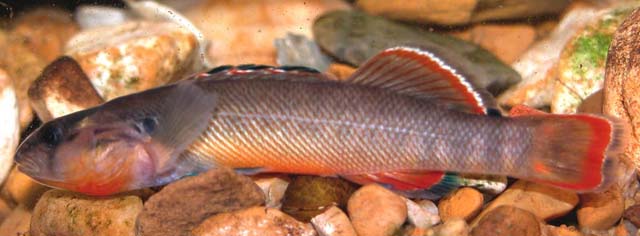 Etheostoma radiosum