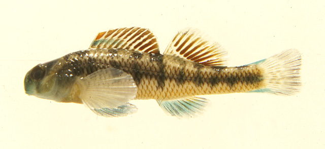 Etheostoma rafinesquei