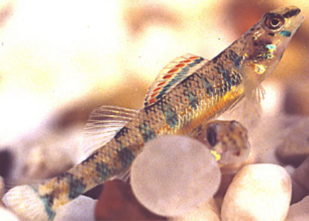 Etheostoma stigmaeum