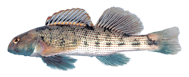 Etheostoma swannanoa