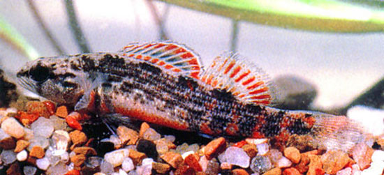 Etheostoma swaini