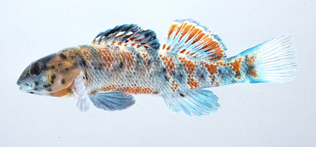 Etheostoma tecumsehi