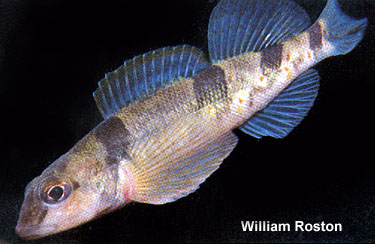 Etheostoma tetrazonum