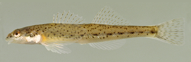 Etheostoma vitreum