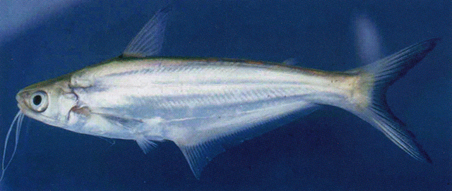 Eutropiichthys burmannicus