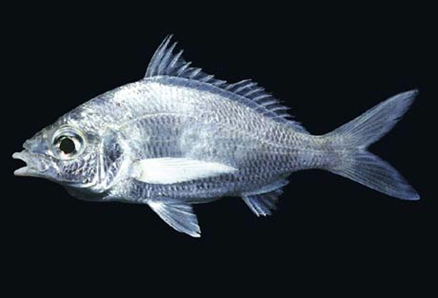 Eucinostomus dowii