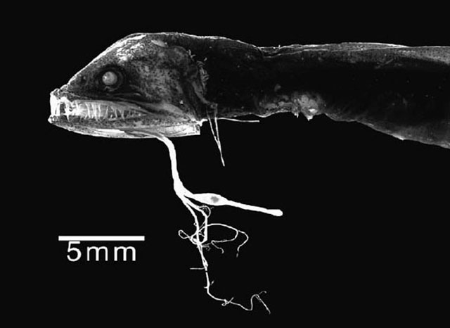 Eustomias monodactylus