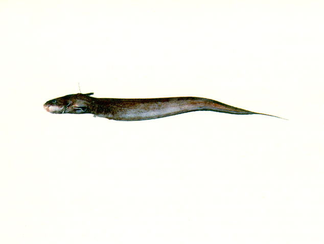 Euristhmus nudiceps