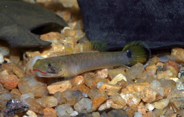 Wuhanlinigobius polylepis