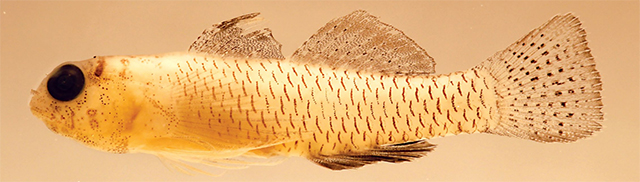 Evpun_m0.jpg