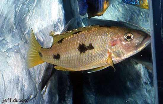 Exochochromis anagenys