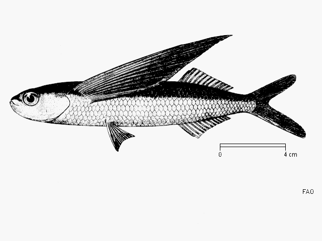 Exocoetus monocirrhus