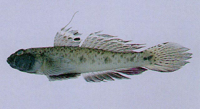 Favonigobius gymnauchen